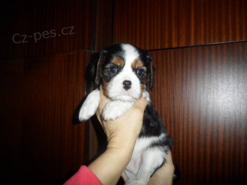 Kaval�r King Charles �pan�l