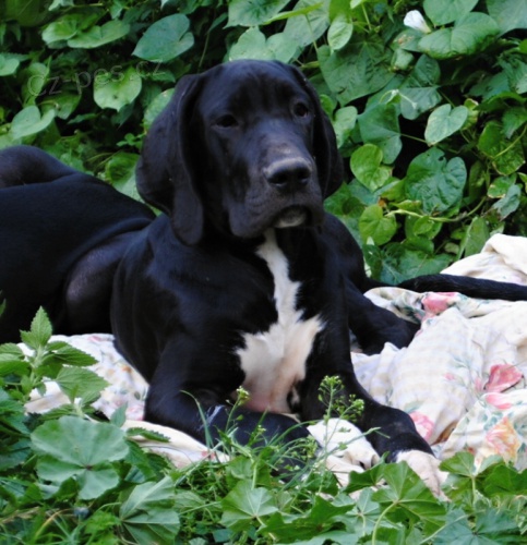 N�meck� doga s PP