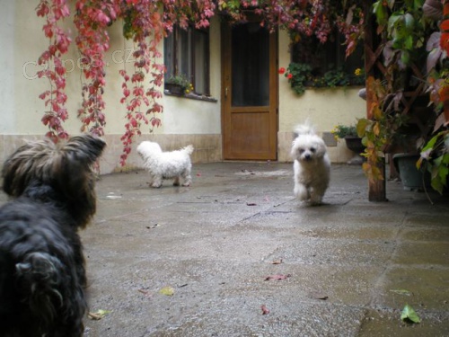 Pot�ebujete pohl�dat pejska? 