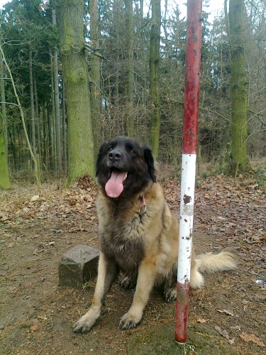 CHS - Leonberger �t��ata s PP