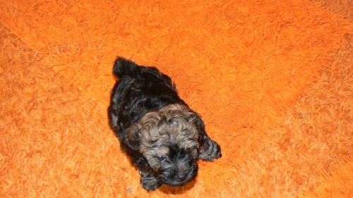 Prod�m �t�n�tko bolon��ka