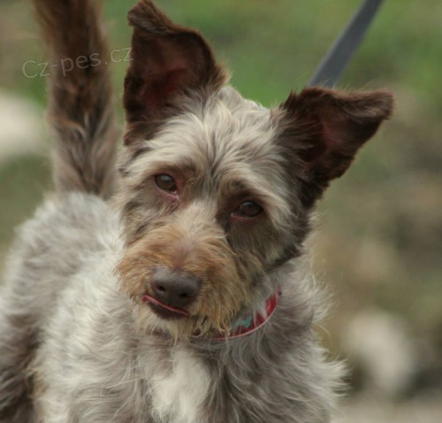 K��enec Bono hled� domov