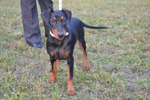 N�meck� pin� - posledn� �t�n� s PP