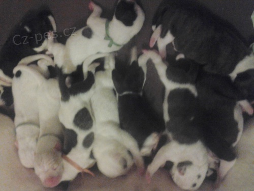 PROD�M �T�N�TKA AMERICK�HO BULDOKA NAR.22.11 a 23.11.2013