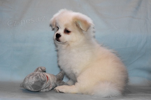 �t�n� - b�l� tibe���ek!