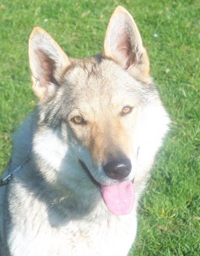 �eskoslovensk� vl��k -�t��ata s PP