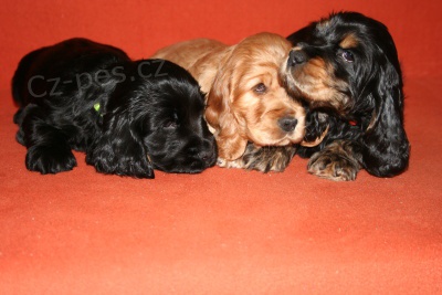 Anglick� kokr�pan�l