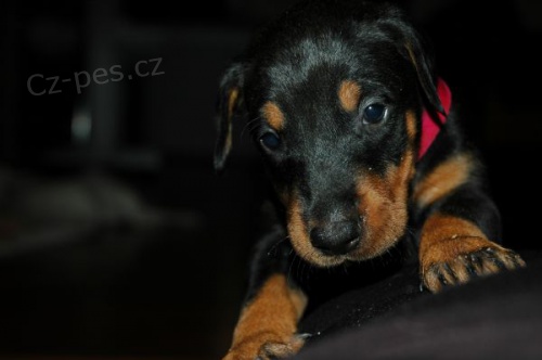 Prod�m posledn� dv� fenky dobrmana