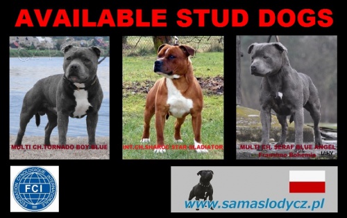 Staford��rsk� bulteri�r