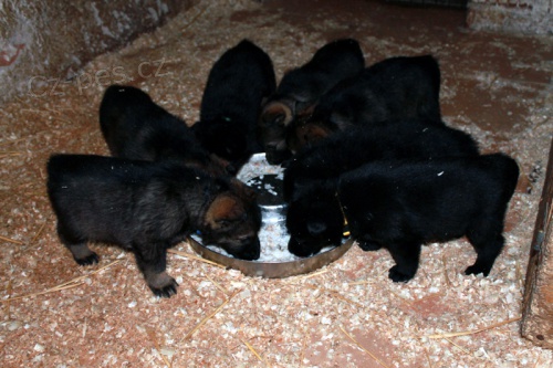 N�meck� ov��k - �t��ata s PP