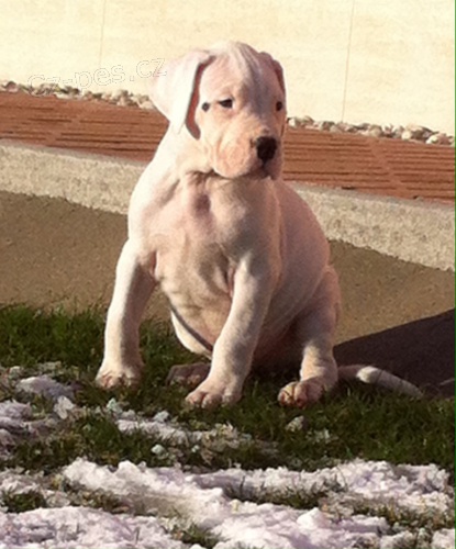 Argentinsk� doga - Dogo Argentino �t�n�tka