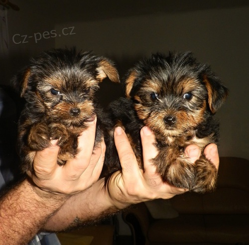 Kr�sn� �t���tka