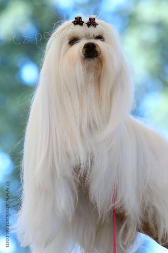 Malt�z��ek s pp