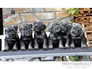 Kn�ra� st�edn� pep� a s�l 