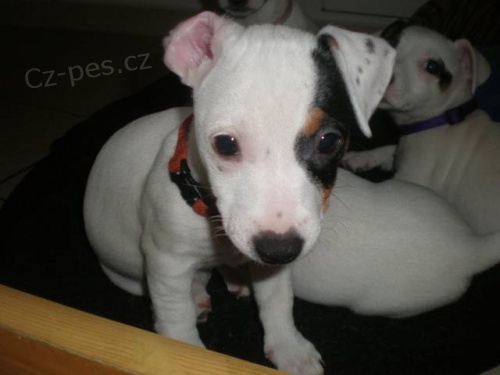 Krasna stenatka jack russel terier