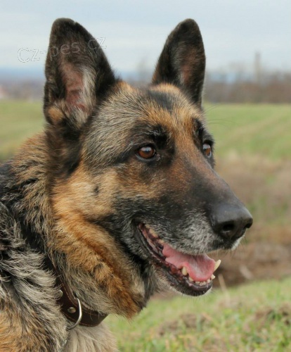 B�ra hled� domov