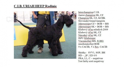 Brad�� velk� �ierny