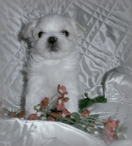 Malt�z��ek s pp