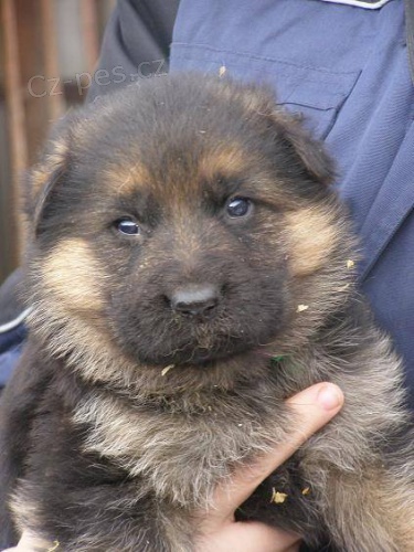 Prod�m �t��ata NO  s PP