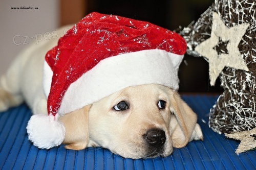 �t���tka Labrador Retriever s PP