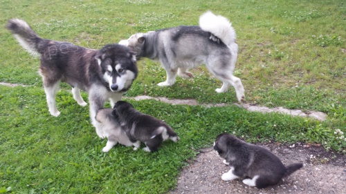 Prod�m �t��ata Alja�sk�ho malamuta