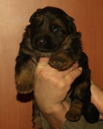 n�meck� ov��k-rex