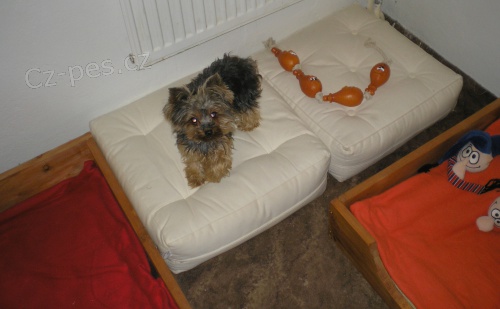 Ps� �kolka a kade�nictv� SV�TKY ANO