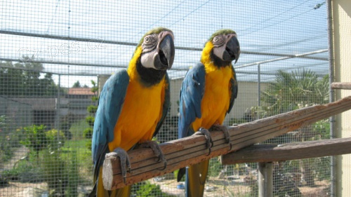 Zlat� a Modr� papou�ek papou�ci na prodej