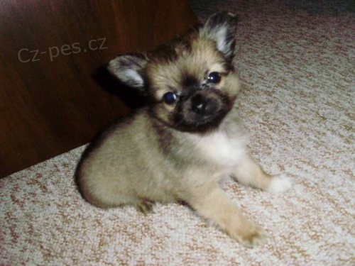 Dlouhosrst� �ivava