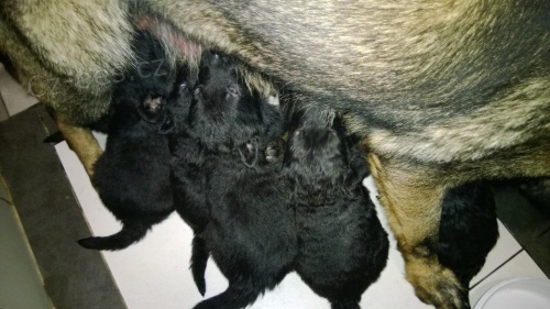 Pred�m �teniatka nemeck�ho ov�iaka