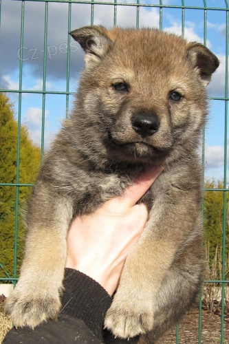 �eskoslovensk� vl��k - Vetonimia