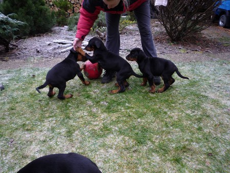 Dobrman-�t���tka