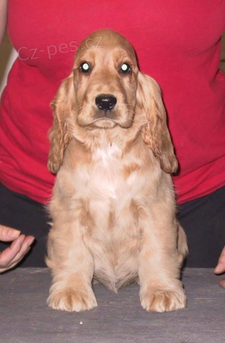 ANGLICK� KOKR�PAN�L S PP