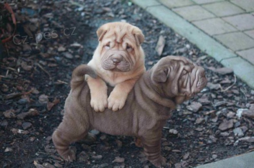 �ARPEJ - �t��ata