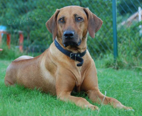 Rhod�sk� Ridgeback - �t���tka s PP