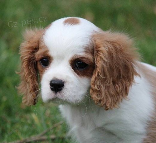 Pejsek s PP ihned k odb�ru bh kaval�r King Charles