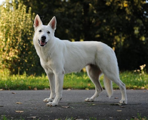 zad�m �t��ata B�O