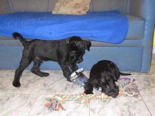 Kn�ra� st�edn� �ern� �t���tka s rodokmenem