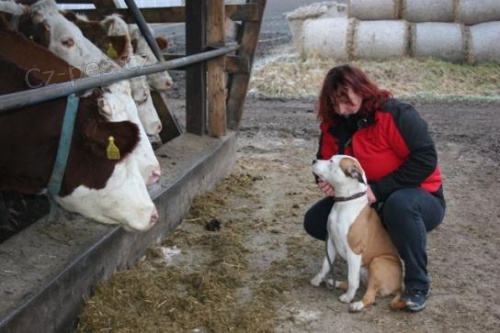 Americk� staford��rsk� terier