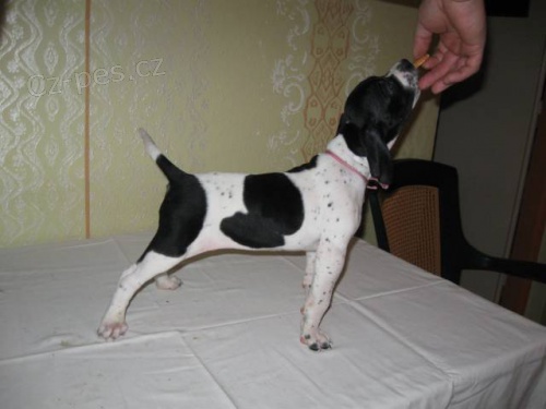 Prod�m �t��ata pointer�