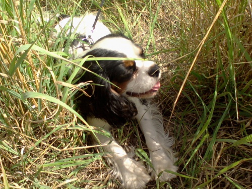 Kaval�r King Charles �pan�l hled� fenku ke kryt�