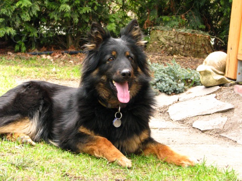 Chodsk� pes - �t���tka s PP