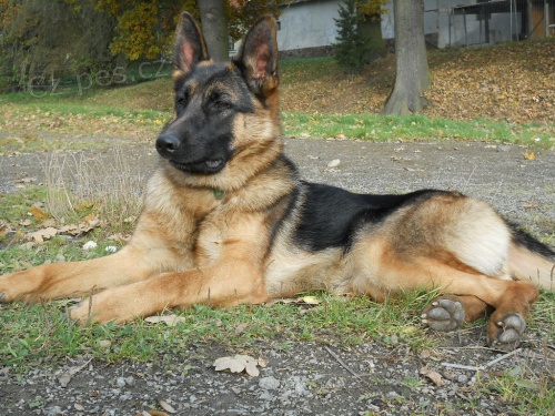 N�meck� ov��k s PP - fena 3 roky