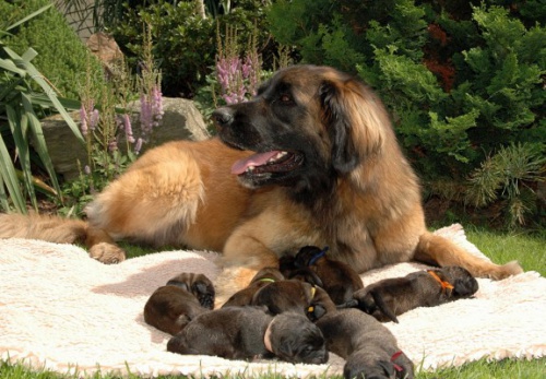 Leonberger �t���tka