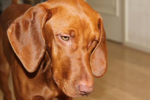 Ma�arsk� oha� kr�tkosrst� - �t���tka s PP