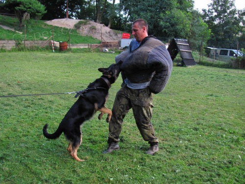 Prod�m N�meck�ho ov��ka