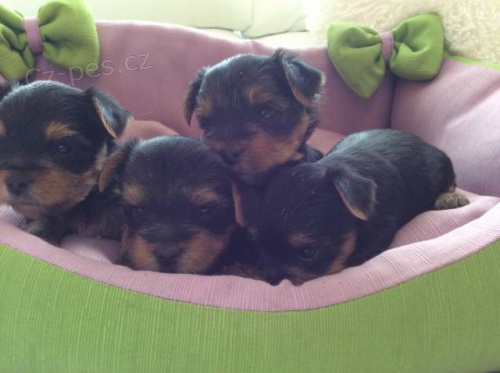 Kr�sn� �t���tka York