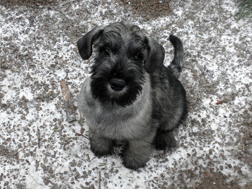 KN�RA� ST�EDN� PEP� A S�L