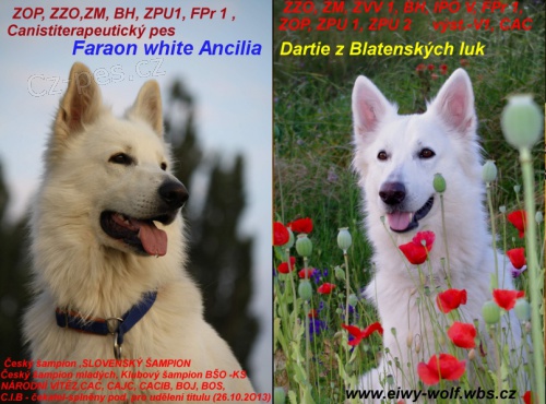 B�l� ov��k-chov.stanice Eiwy-Wolf 