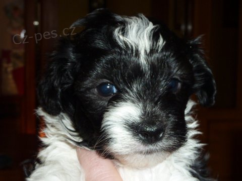 Rusk� barevn� bolonka - �t���tka